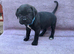 Beautiful cane corso puppies for sale 2 boys-3 girls ready for loving home