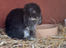 Netherland dwarfs