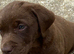 Chunky show type Labrador pups from kc reg and health tested parents 1 girl 2 boys left