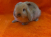 Pure Mini Lops [Ready to Leave]