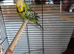 Green budgie