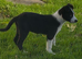Border collie