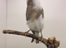 Persian hen canary