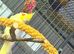 Beautiful cockatiel