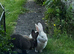 Male blue eyed white rabbit