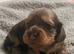 beautiful miniature long hair shaded cream and dapple dachshunds puppies