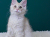 Only one stunning boy left. Tica registered
