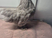 Pekin batam pullets and 1 game batam pullets