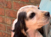 Cocker spaniel