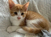 3 ginger males ready for their new home