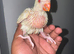 Hand reared mutation Ringnecks