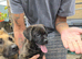 Frenchbull dog x German shepherd