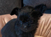 Beautiful Thailand chihuahuas