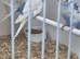 Budgies
