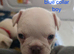 French bulldog puppies
