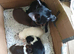 Chihuahua puppies Alford lincs