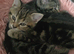 2 kittens (boys and girl)