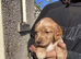 KC Cocker Spaniel Pups