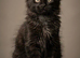 TICA registered Maine coon kittens