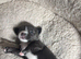 2 beautiful Chihuahua puppies