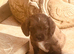 Sprocker puppies