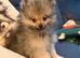 Pomeranian Puppy Ready Now!!