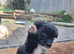 Staffy x collie x cockerpoo