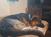 Lovely German Shepherd x