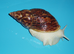 RETIC GIANT AFRICAN LAND SNAILS
