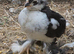 PULLET CHICKS - Barbu D'uccle Black mottled chicks - 3 weeks old
