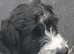 Cockapoo for sale