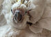 Triton cockatoo