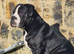 Beautiful old English bulldogs for sale!!!