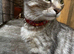 Absolutely gorgeous BSH x bengal cross kittens