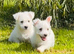 Adorable west highland terrier puppies
