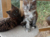 2 Beautiful Pure Breed Maine Coon Kittens