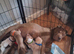 Beautiful puppies ( shar pei)
