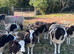 Jacob ewe lambs