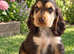 Show type cocker spaniel puppy