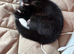 2 little boy kittens , £75 each or £150 for both