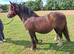14hh companion