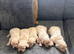 Golden Retreiver pups
