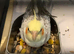 2 pairs of lovely cockatiels