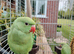 Hand reared baby Ringnecks