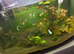 Guppies,neon tetras, gourmets