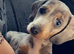 Dapple Daschund