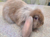 Baby rabbits ready now