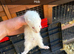Ferret kits for sale