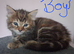 Cute Fluffy Kittens