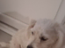 Maltesespitz boy